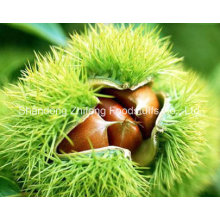 Organic Fresh Raw Chestnut